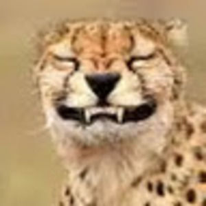 Meet your Posher, Joey